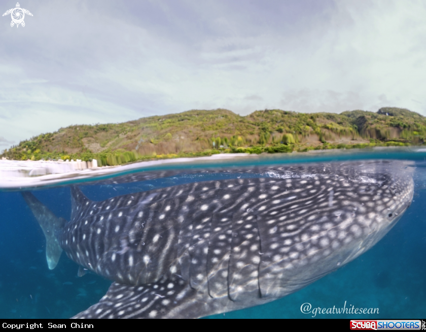 A Whale Shark