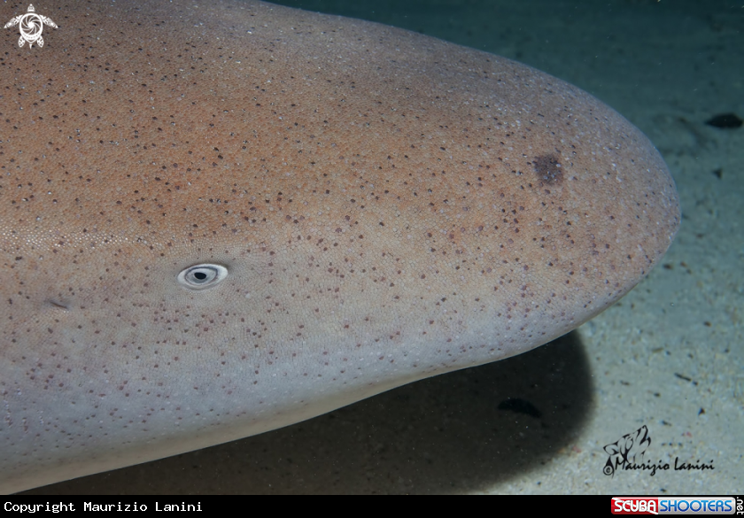 A Nurse shark