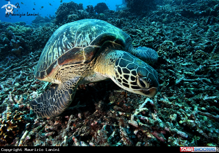A Green sea turtle