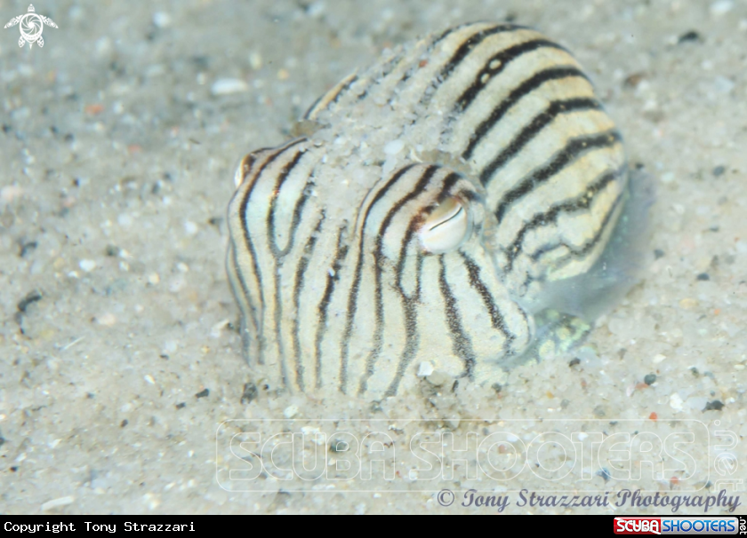A Striped pyjama squid