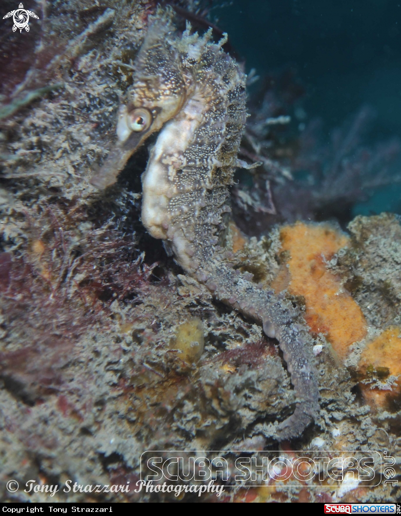 A White's seahorse