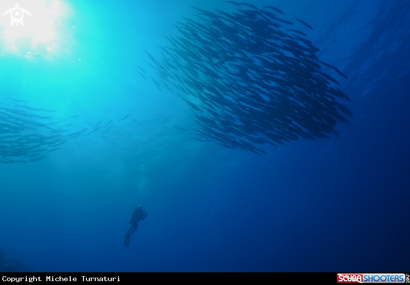 A Barracuda Schools