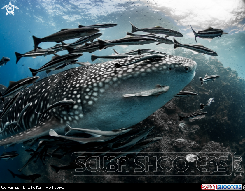 A Whale Shark