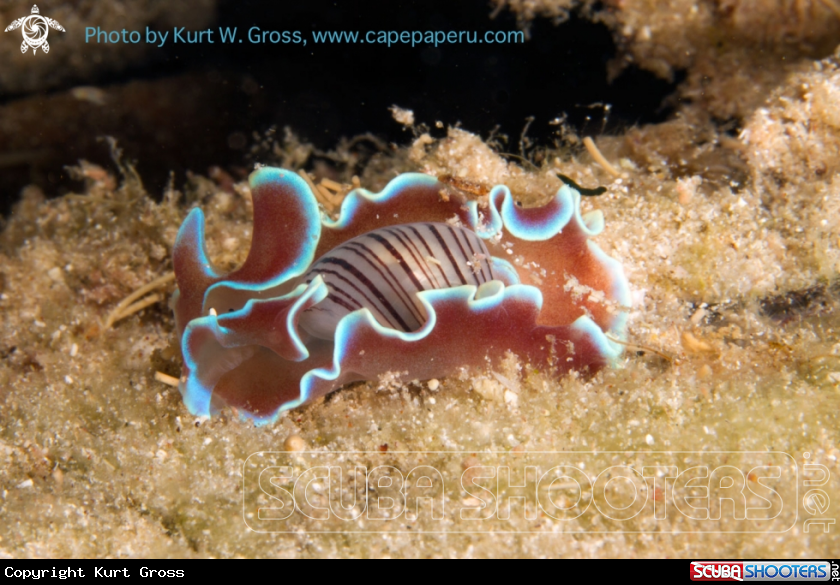 A Nudi