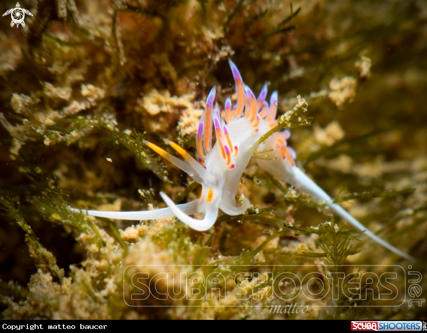 A cratena peregrina