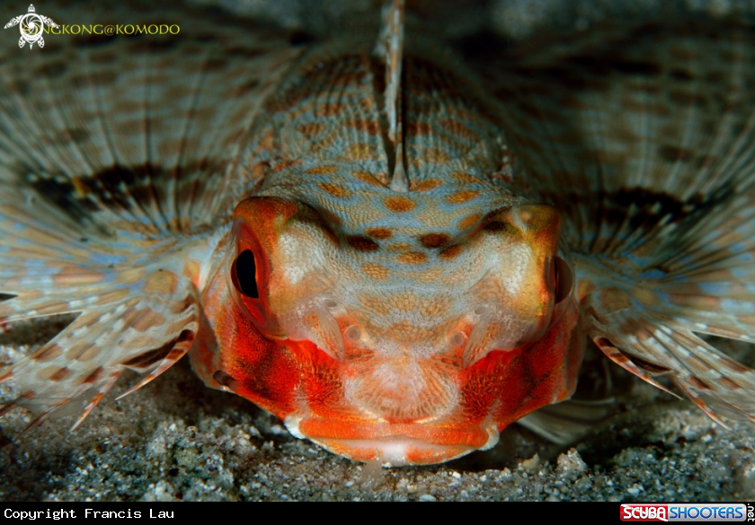 A Moth fish