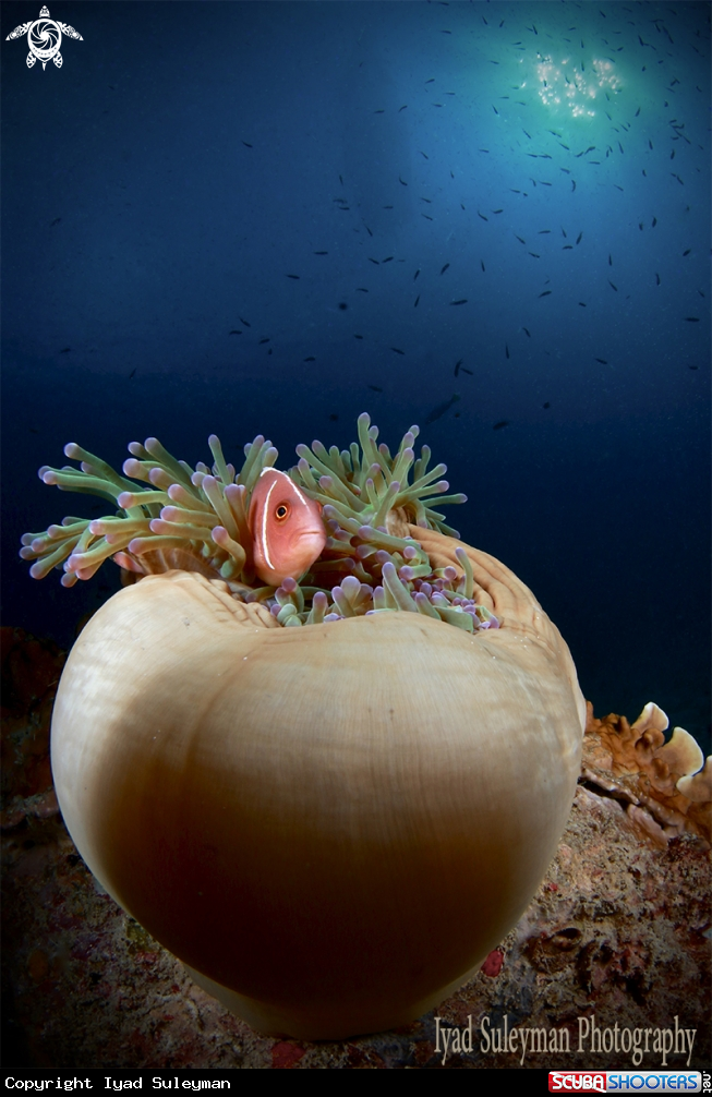 A Amphiprion perideraion