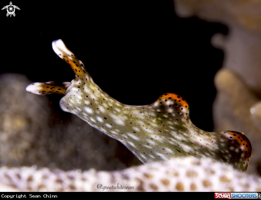 A Nudibranch