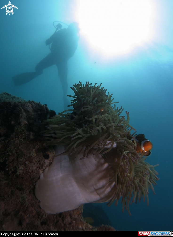 A clown fish with anemone