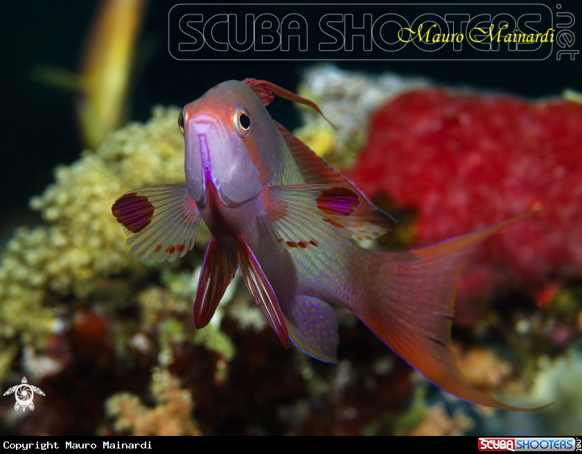 A Male Anthias