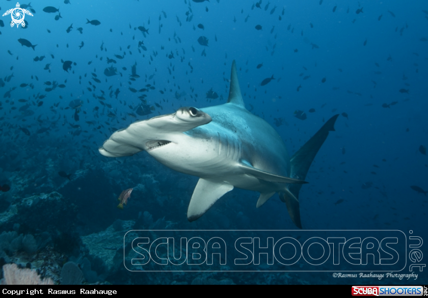 A Scalloped Hammerhead shark
