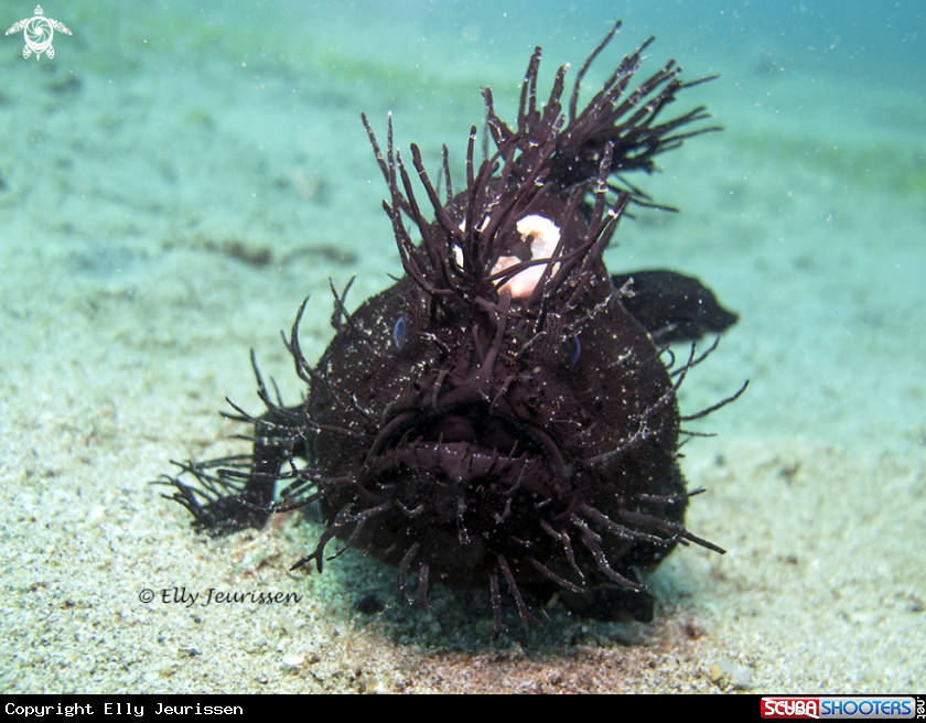 A Hairy Frogfish