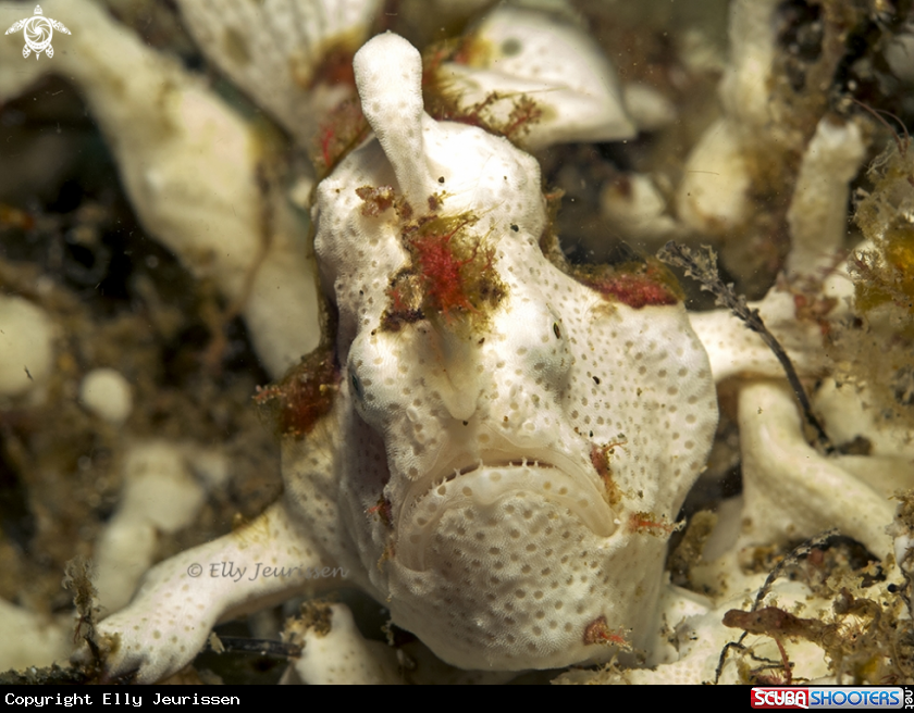 A Frogfish