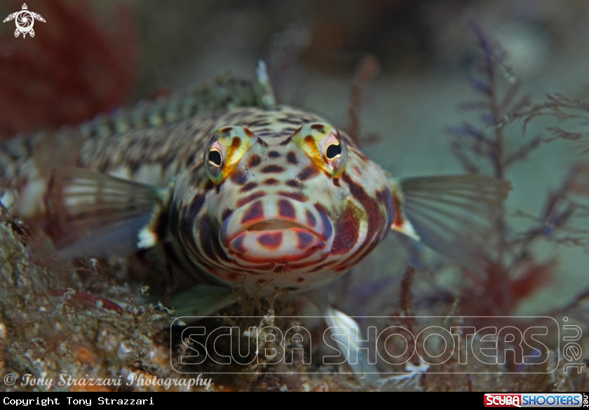 A White Streaked Grubfish