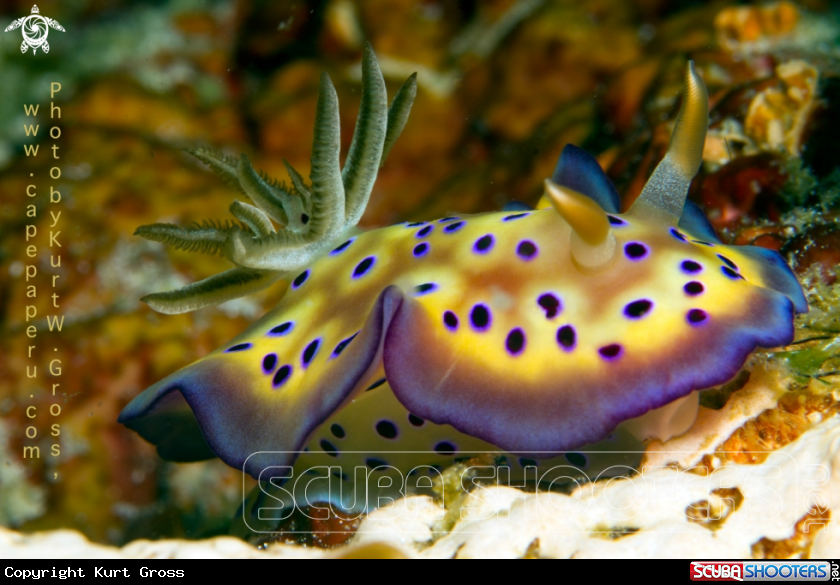 A chromodoris kuniei