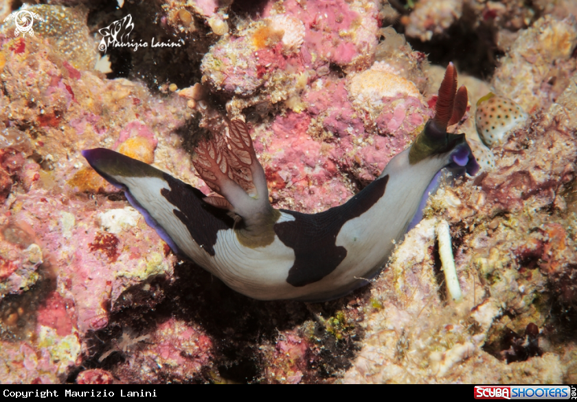 A Nudibranch