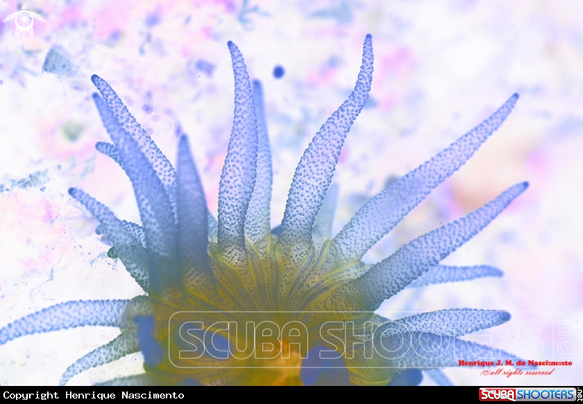 A Soft coral