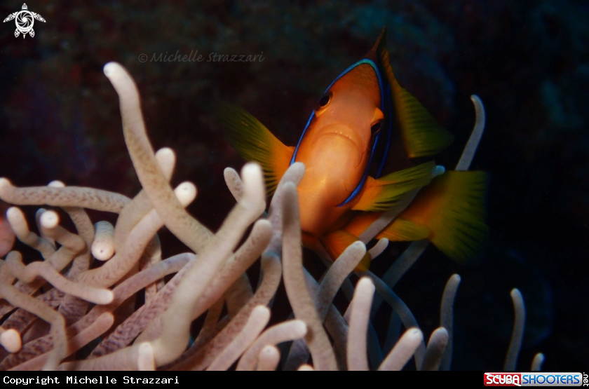 A Yellowtail Clownfish