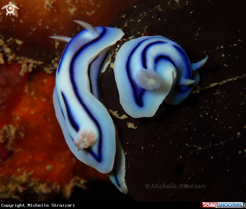 A Loch's Chromodoris