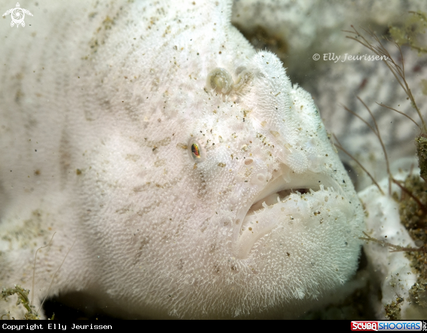 A Bearded frogfish