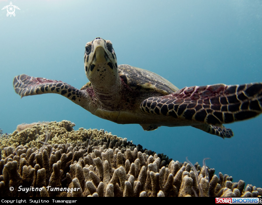 A green turtle