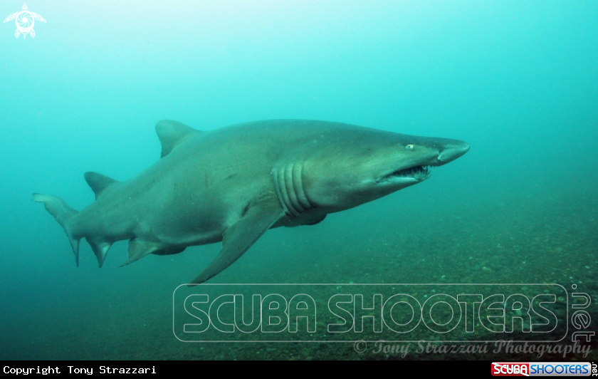 A Grey nurse shark