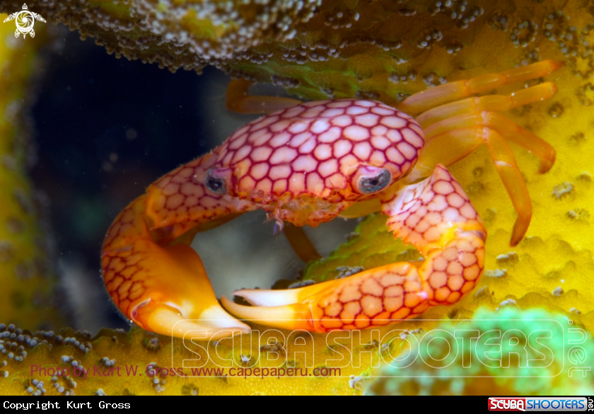 A Porzelan crab