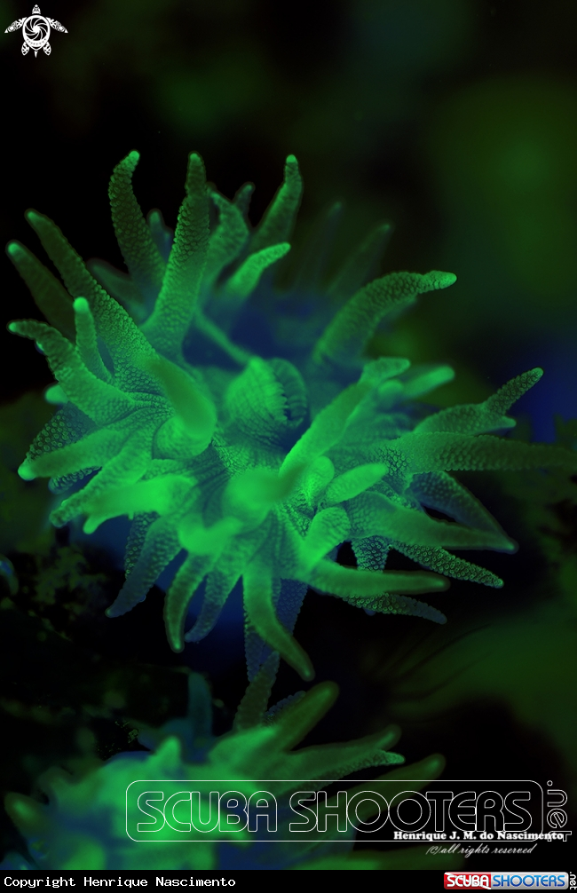 A soft coral