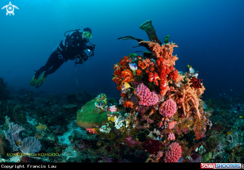 A Coral