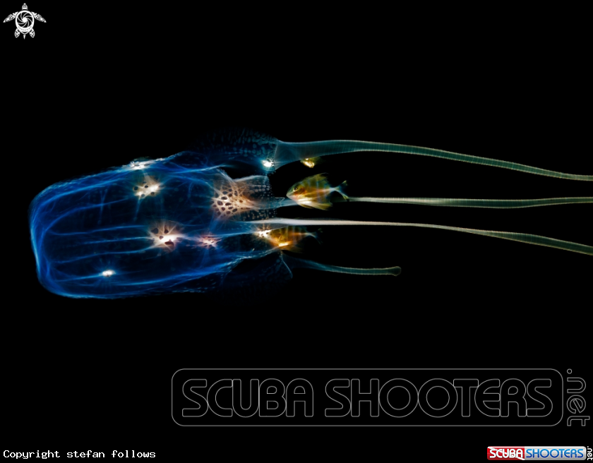 A Box Jellyfish