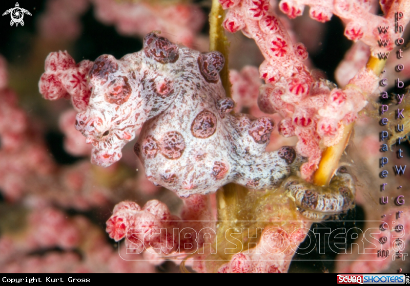 A Pygmaen Seahorse