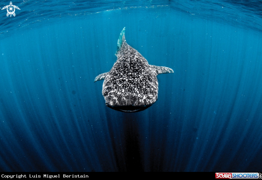 A Rhincodon typus