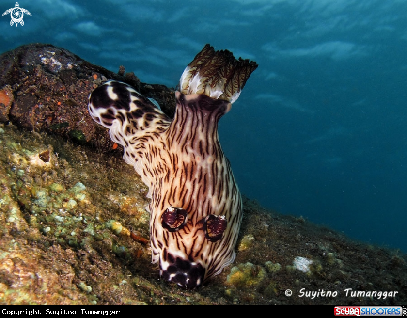 A Nudibranch