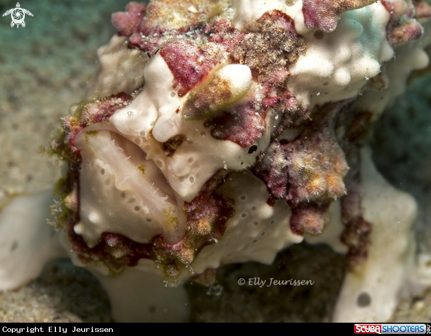 A Marbled frogfish