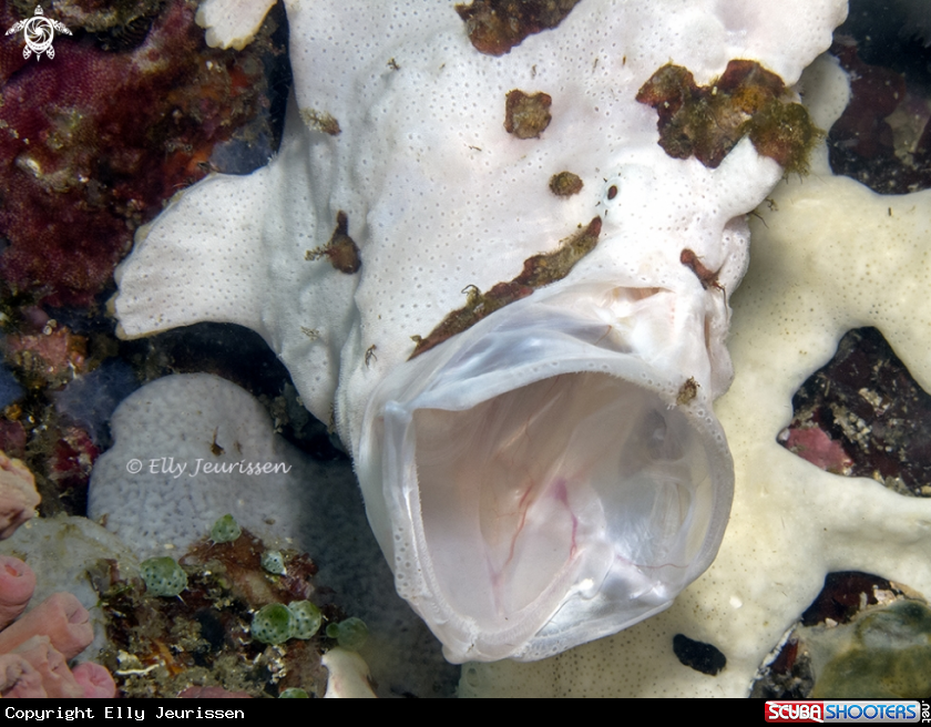 A Frogfish
