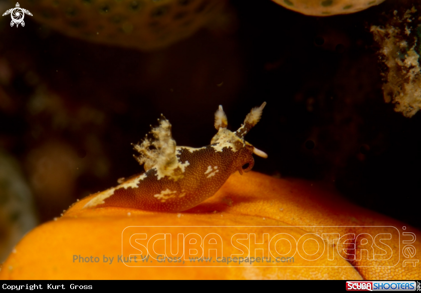 A Brown Trapania
