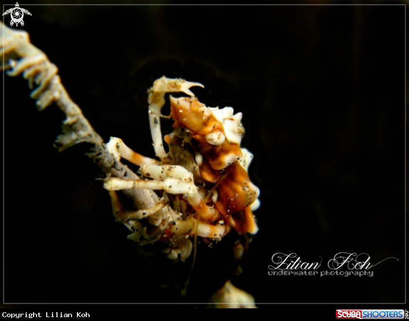 A Xeno Crab