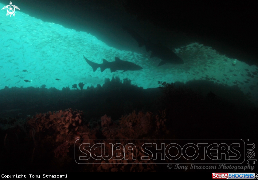 A Grey nurse shark