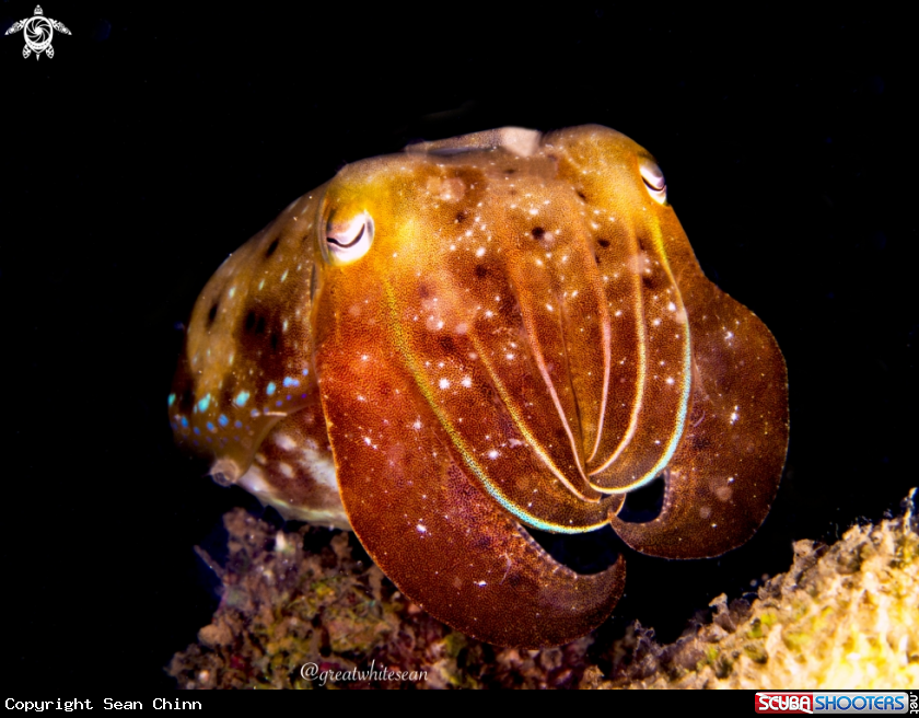 A Cuttlefish