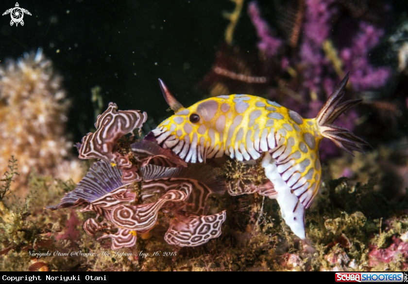 A nudibranch