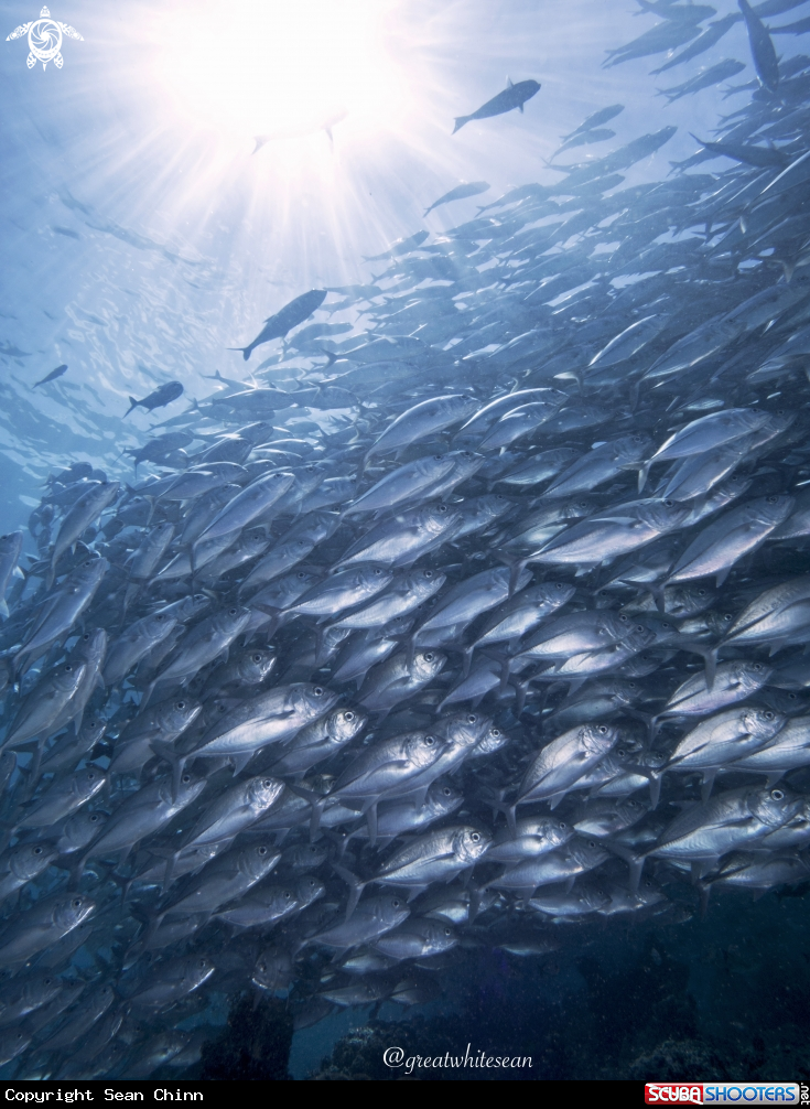 A Big eye jackfish