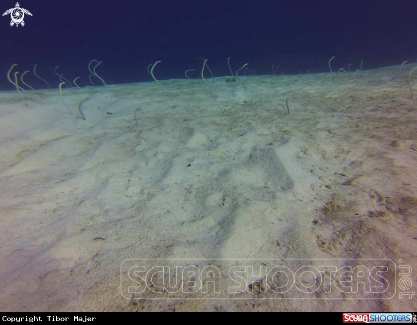 A Red Sea garden eel