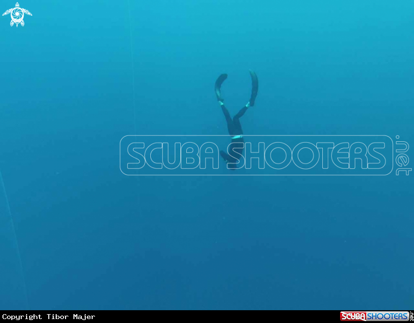 A Freediver