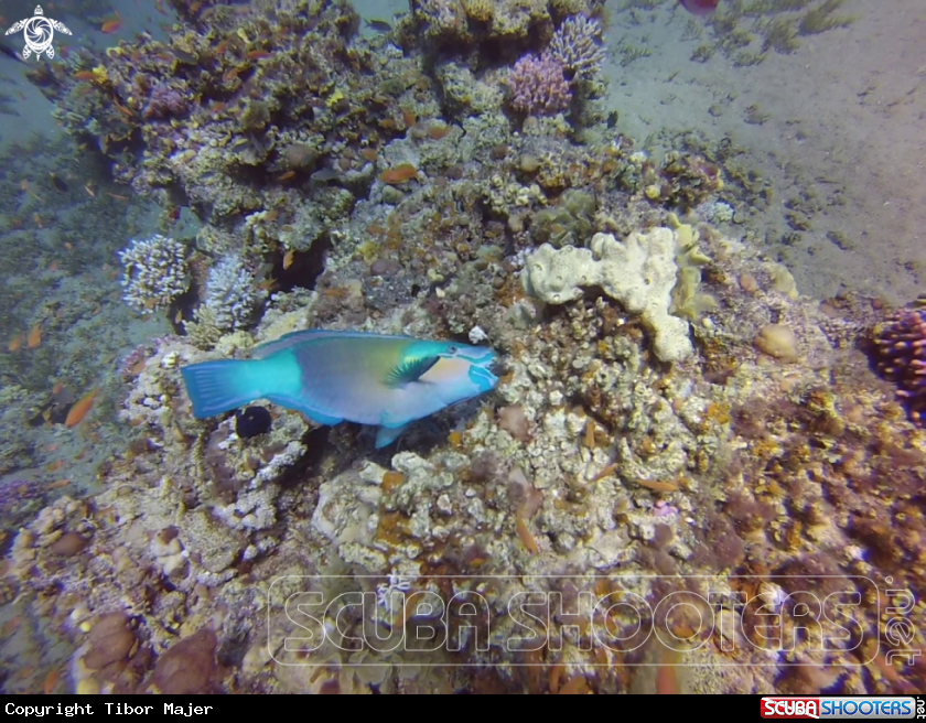 A Rusty parrotfish