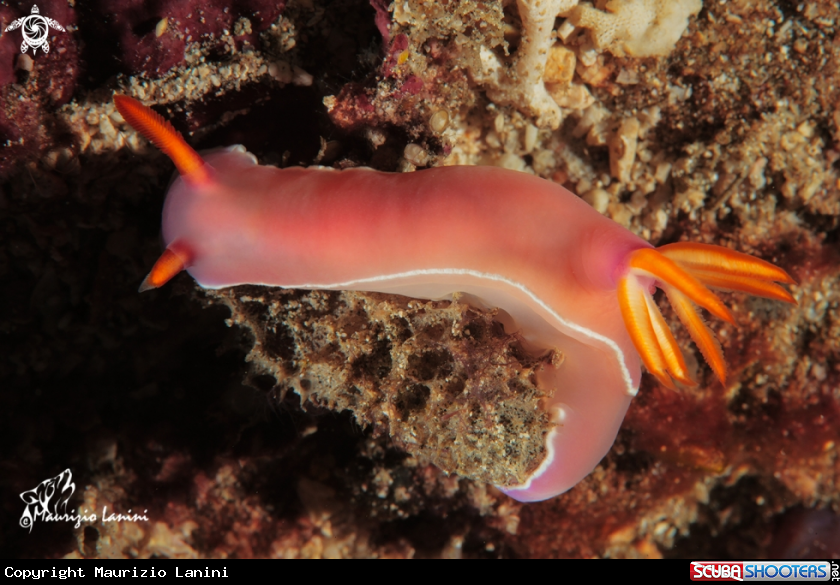A Nudibranch