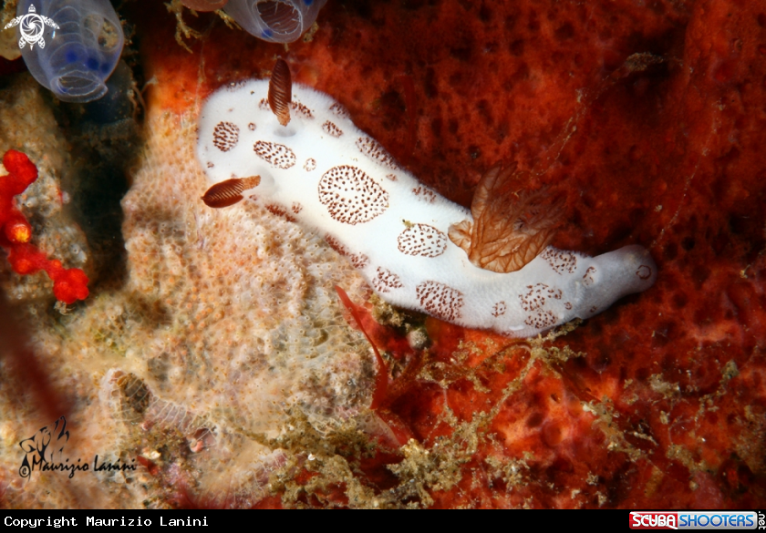 A Nudibranch
