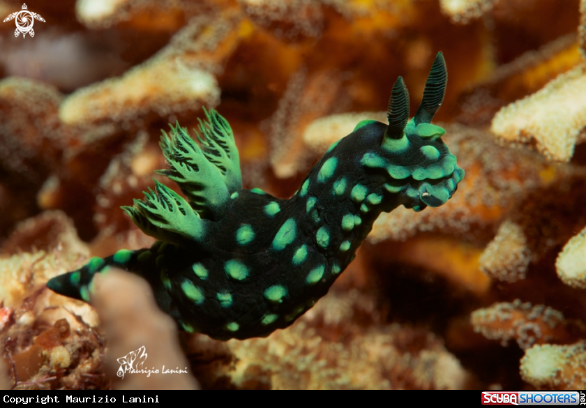 A Nudibranch