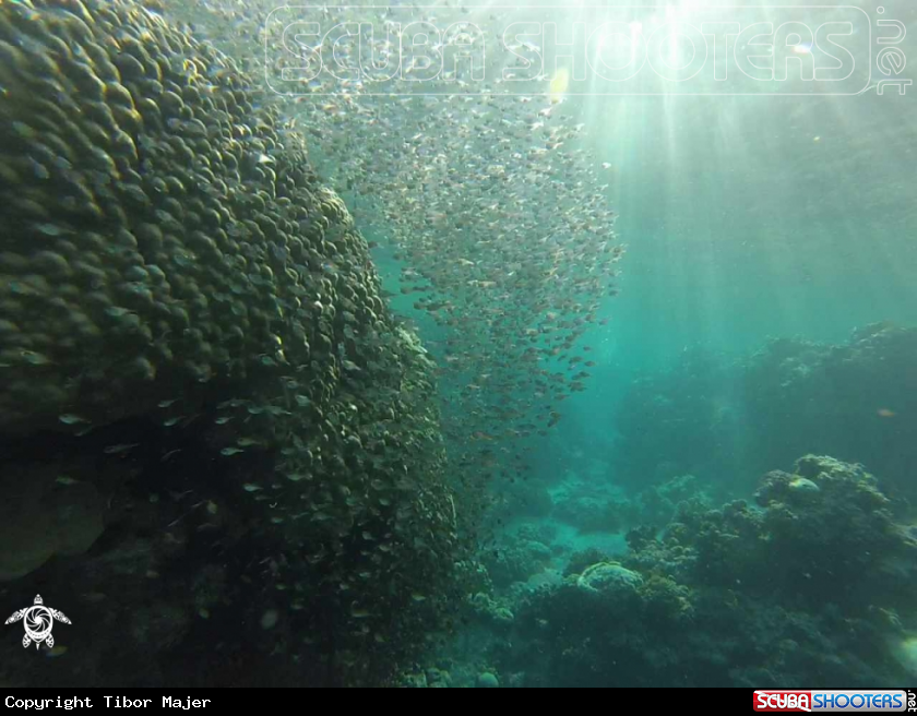 A Small fishes