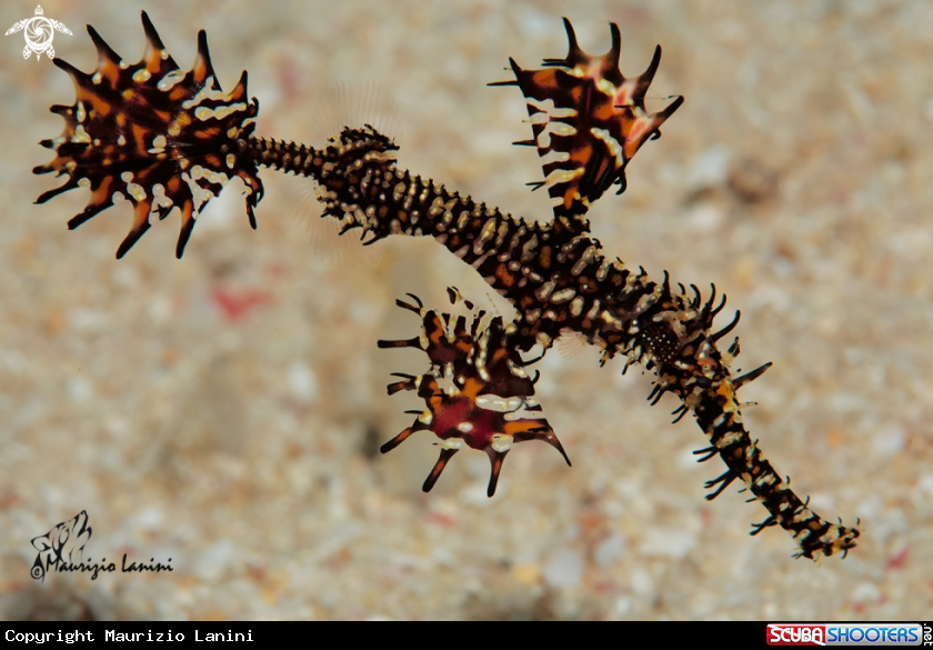 A Harlequin ghost pipefish