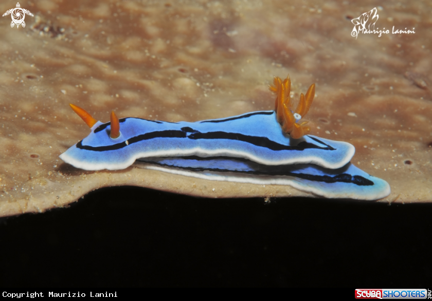 A Nudibranch